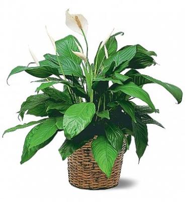 PEACE LILY PLANT - Medium