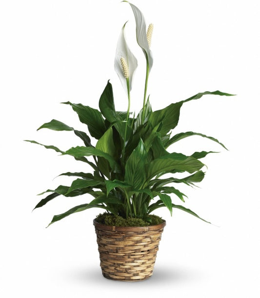 PEACE LILY PLANT - 8"