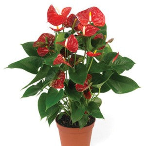 ANTHURIUM PLANT (INDOORS)