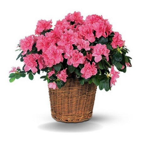 AZALEA PLANT