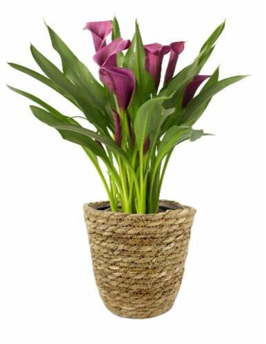 CALLA LILY PLANT - 6" (INDOORS)