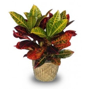 CROTON PLANT - 10" (INDOORS)