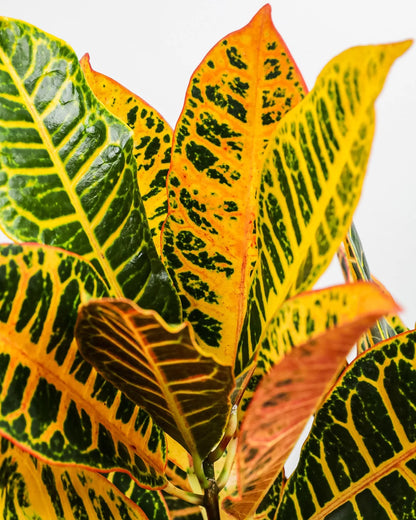 CROTON PLANT - 10" (INDOORS)