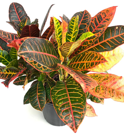 CROTON PLANT - 10" (INDOORS)