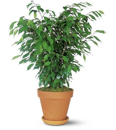 FICUS PLANT - 8" (INDOORS)