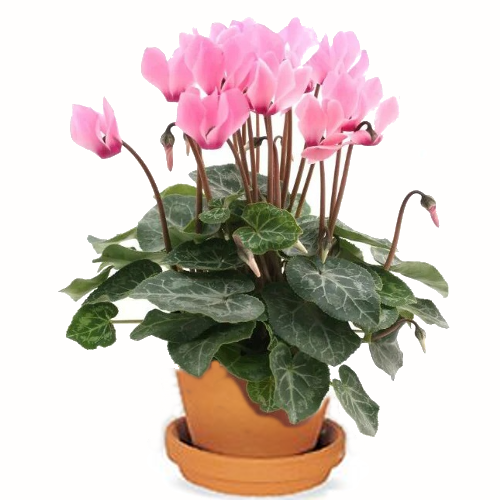 CYCLAMEN PLANT (INDOORS)