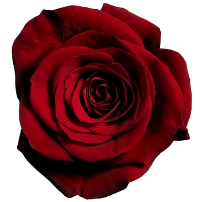 12 RED ROSES - ALWAYS ON MY MIND - ONE DOZEN RED ROSES BOUQUET