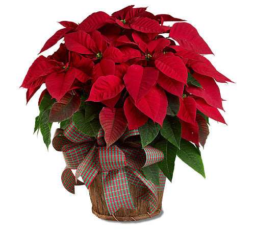 POINSETTIA PLANT