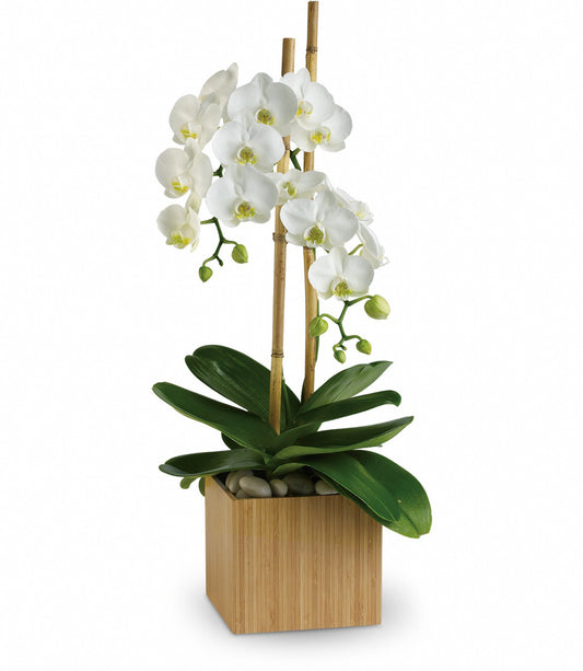 ORCHID PLANT