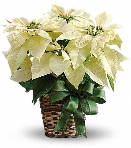 WHITE POINSETTIA PLANT